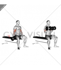 Dumbbell Seated Curl
