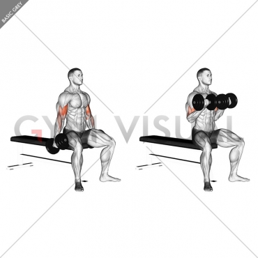 Dumbbell Seated Curl