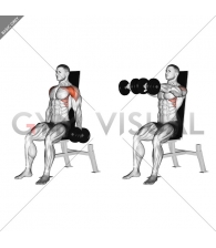 Dumbbell Seated Front Raise