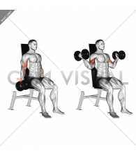 Dumbbell Seated Inner Biceps Curl