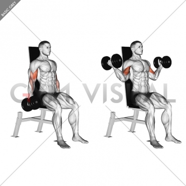 Dumbbell Seated Inner Biceps Curl