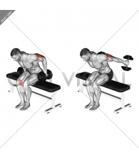 Dumbbell Seated Kickback