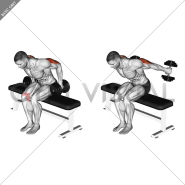 Dumbbell Seated Kickback