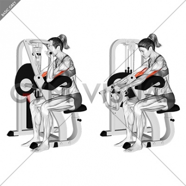 Lever Triceps Extension (VERSION 2) (female)