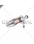 Side Plank (beginner) (female)