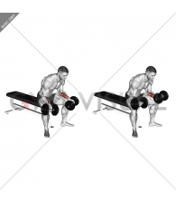 Dumbbell Seated Palms Up Wrist Curl