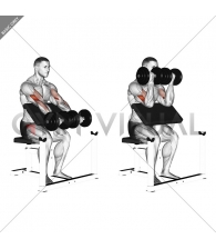 Dumbbell Seated Preacher Curl