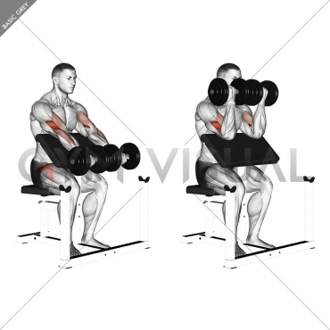 Dumbbell Seated Preacher Curl