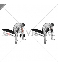 Dumbbell Seated Revers grip Concentration Curl