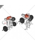 Barbell Pendlay Row