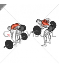 Barbell Pendlay Row