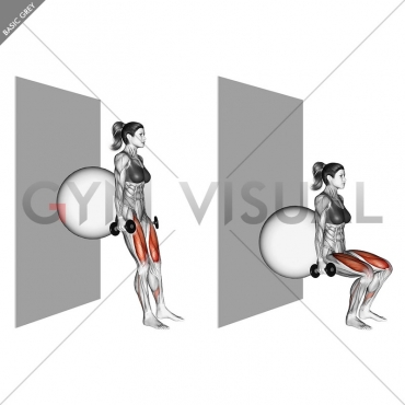 Dumbbell Squat (back on stability ball wall)