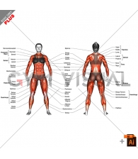 Body muscles (female) - with description