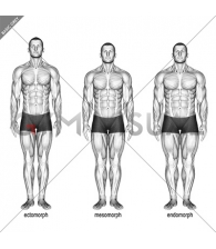 Body Type (male)