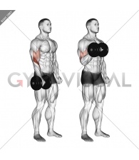 Dumbbell Standing One Arm Reverse Curl
