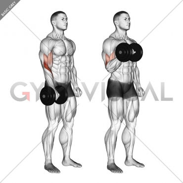 Dumbbell Standing One Arm Reverse Curl