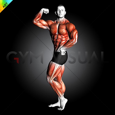 muscular bodybuilder shows a double biceps,front view,illustration,color, drawing,isolated on a white | Disegni