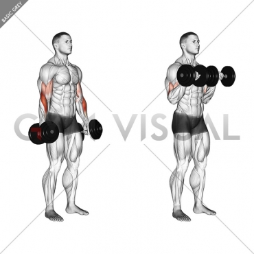 Dumbbell Standing Reverse Curl