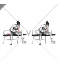 Cable Seated One Arm Concentration Curl (female)