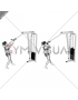 Cable Standing Biceps Curl (with rope) (female)