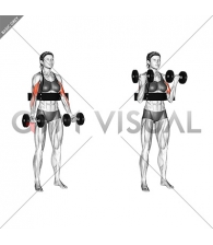 Dumbbell Biceps Curl (with arm blaster) (female)