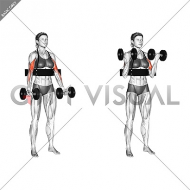 Dumbbell Biceps Curl (with arm blaster) (female)