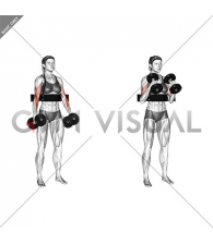 Dumbbell Hammer Curls (with arm blaster) (female)