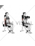 Dumbbell Seated Curl (female)