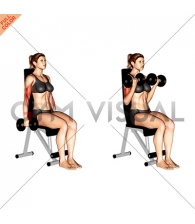Dumbbell Seated Curl (female)