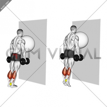Exercise Ball on the Wall Calf Raise (tennis ball between ankles)