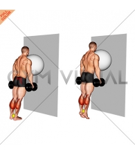 Exercise Ball on the Wall Calf Raise (tennis ball between ankles)