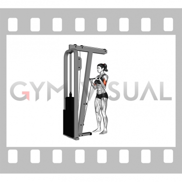 Cable Standing Reverse-Grip Curl (Straight bar) (female)