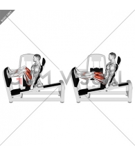Lever Seated Leg Press (VERSION 2)