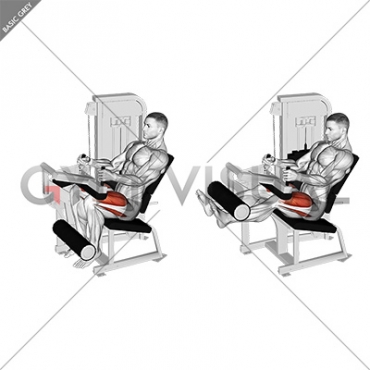 Lever Seated Leg Extension (VERSION 2)