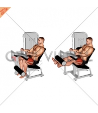 Lever Seated Leg Extension (VERSION 2)