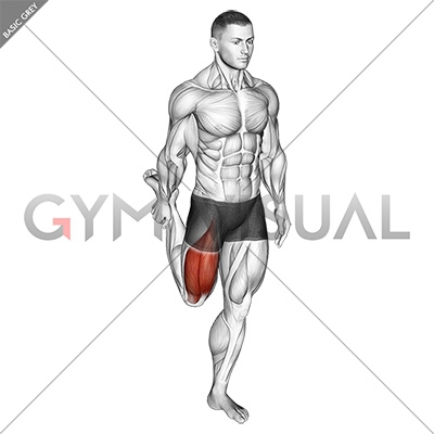 Exercise Diagram About Quadriceps Stretch While Standing Stock Illustration  - Download Image Now - iStock