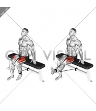 Band Seated Leg Extension (male)