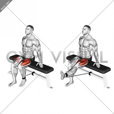 Band Seated Leg Extension (male)