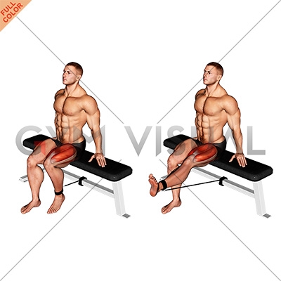 Band Seated Leg Extension (male)