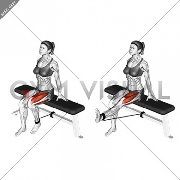 Band Seated Leg Extension (female)