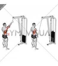 Cable One Arm Pulldown