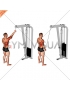 Cable One Arm Pulldown