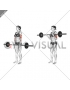 Barbell Curl (female)