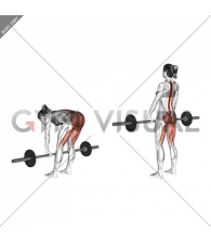 Barbell Straight Leg Deadlift (female)