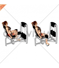 Lever Seated Hip Abduction (female)