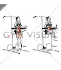 Vertical Leg Raise (on parallel bars) (female) (VERSION 2)