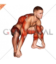 Sitting Sumo Mobility Stretch