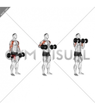 Dumbbell Drag Bicep Curl