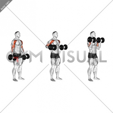 Dumbbell Drag Bicep Curl