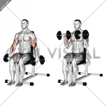Dumbbell Seated Reverse Grip Biceps Curl